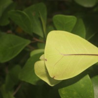 Ficus natalensis subsp. leprieurii (Miq.) C.C.Berg